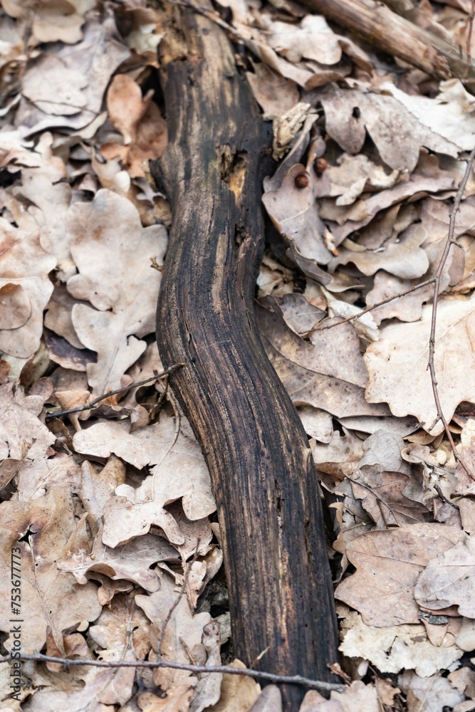 Fototapeta premium bark of a tree