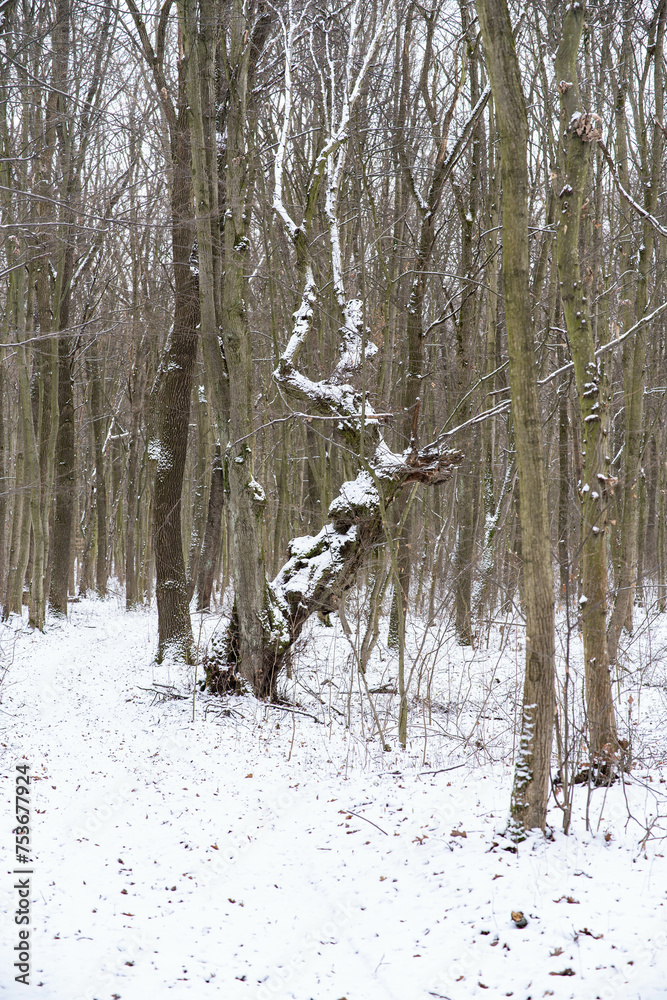 Fototapeta premium засніжені дерева та гілки дерев