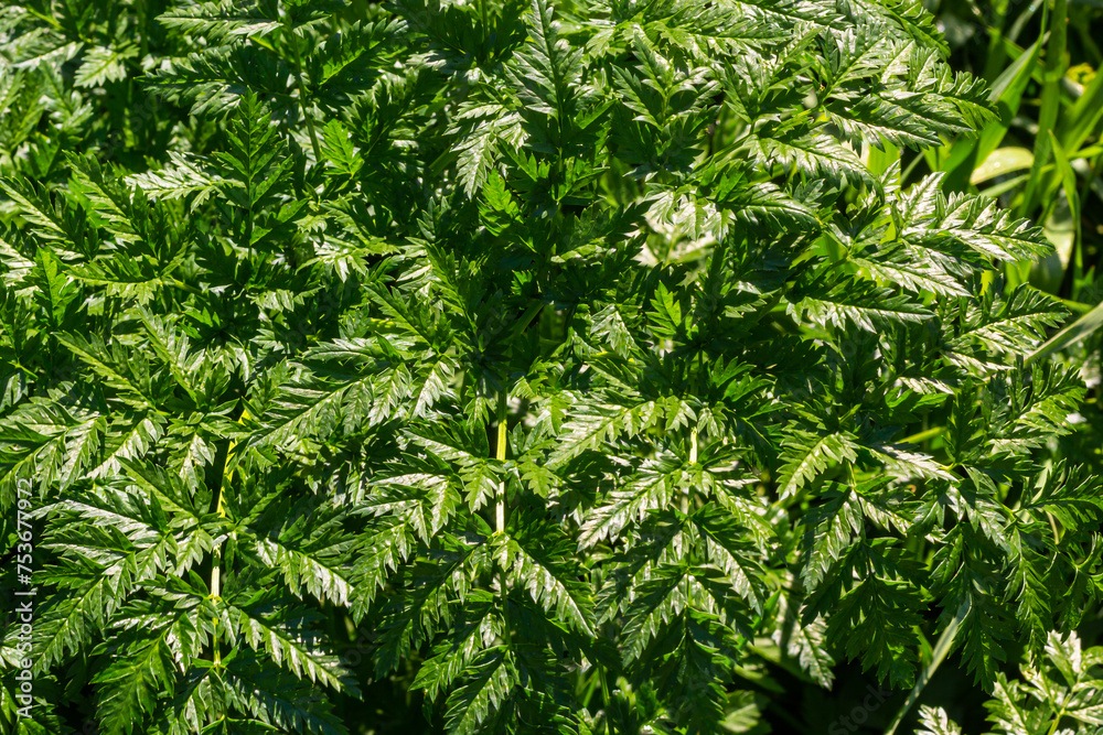 Green leaves of a Conium maculatum poison hemlock poisonous plant close-up. Concept of the texture of natural patterns, ornaments Green leaves of a Conium maculatum poison hemlock poisonous plant close-up. Concept of the texture of natural patterns, ornaments