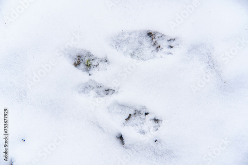 сліди на снігу © Віталій Віжанський