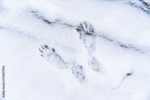 сліди на снігу © Віталій Віжанський