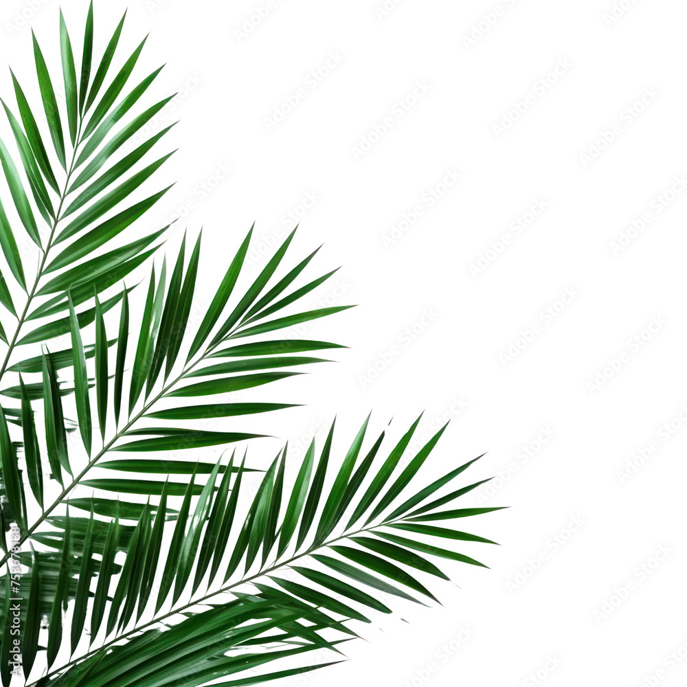 Fototapeta premium Palm leaf corner decorate on white background.