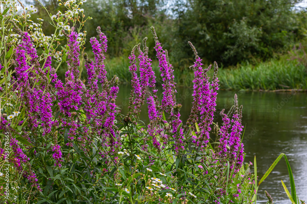 Purple loosestrife Lythrum salicaria inflorescence. Flower spike of plant in the family Lythraceae, associated with wet habitats Purple loosestrife Lythrum salicaria inflorescence. Flower spike of plant in the family Lythraceae, associated with wet habitats