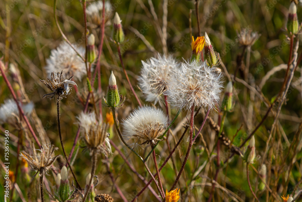 Rough Hawksbeard Crepis biennis plant blooming in a meadow Rough Hawksbeard Crepis biennis plant blooming in a meadow
