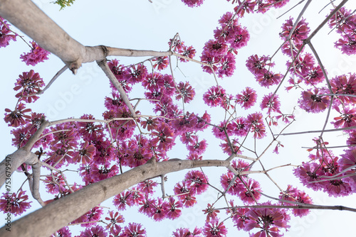 low angle view beautiful blooming Tabebuia Rosea or Tabebuia Chrysantha Nichols under blue sky horizontal composition photo