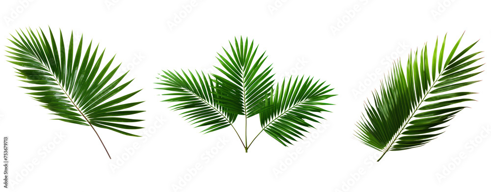 Set of palm leaf isolated on white background. Set of palm leaf isolated on white background.