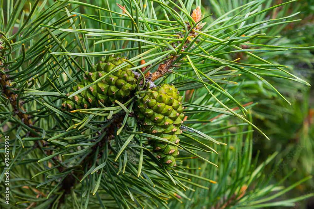 Closeup on pine branch with male and female cone Closeup on pine branch with male and female cone