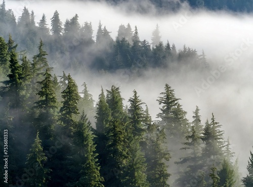 Morning fog shrouds evergreen trees  Washington  United States of America
