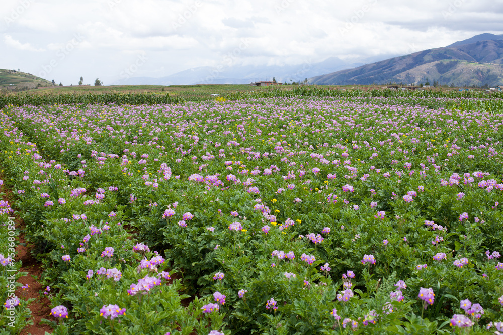 Photograph of potato plant in the valleys of Huancayo in Peru. Plant and food concept Photograph of potato plant in the valleys of Huancayo in Peru. Plant and food concept
