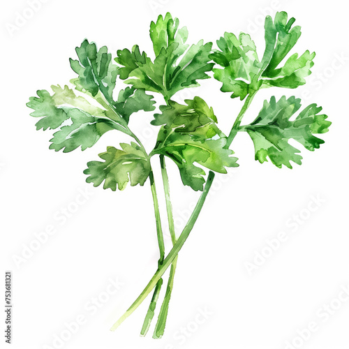 Watercolor illustration of fresh, green coriander cilantro, watercolor, white background 