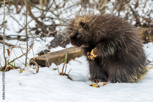 porcupine (north american, wild) sitting on it's haunchs in snow eating an apple clasped in its front claws in profile one eye visible shot on the niagra escarpment ontario canada march photo