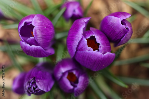 purple crocus flowers close up on a blury background. 