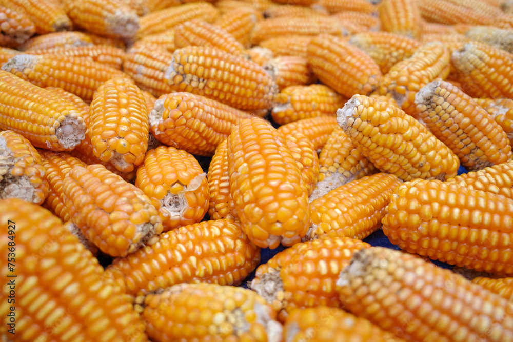 Yellow dried corns, harvesting from the field in Kulon Progo, Yogyakarta, Indonesia Yellow dried corns, harvesting from the field in Kulon Progo, Yogyakarta, Indonesia