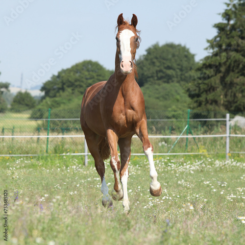 Beautiful Kinsky horse running on pasturage photo