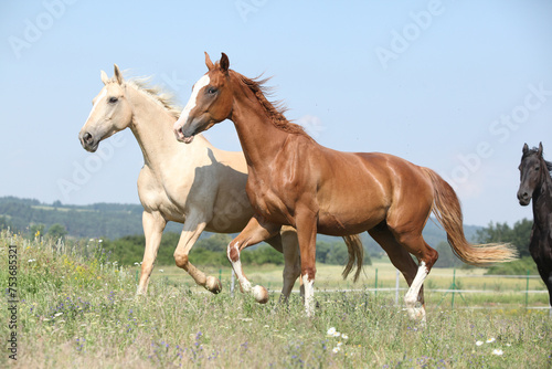 Two Kinsky horses running on pasturage photo