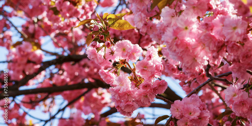 sakura blossom on a sunny day. closeup garden background in spring © Pellinni