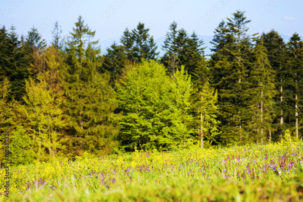Fototapeta premium grass and herbs on the glade in morning light. natural park background. spring season in carpathian mountains