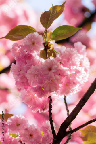 closeup of cherry blossom. branch of sakura tree in full bloom. spring garden background © Pellinni