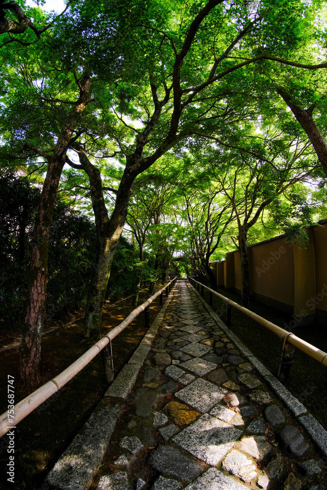 Obraz premium 京都鷹峯光悦寺の参道の風景