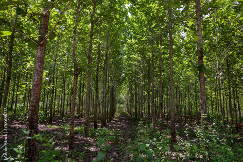 Young teak (Tectona grandis) forest plantation in Gunung Kidul, Yogyakarta, Indonesia