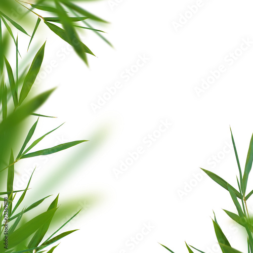 Fototapeta Naklejka Na Ścianę i Meble -  Bamboo green fresh leaves isolated. Floral element
