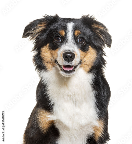 Head shot of a Happy tri-color Mongrel dog looking at the camera, isolated on white © Eric Isselée