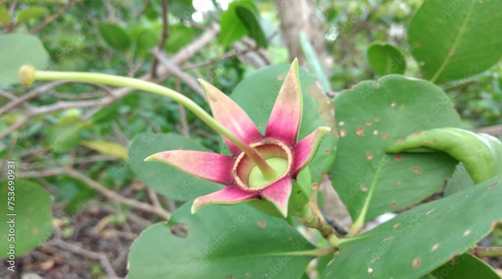 Flower in the garden. Beautiful flower in the garden. Flower in the garden. Flower in the garden. Beautiful flower in the garden. Flower in the garden.