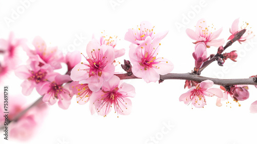Vibrant pink cherry blossoms on a tree branch against a white background