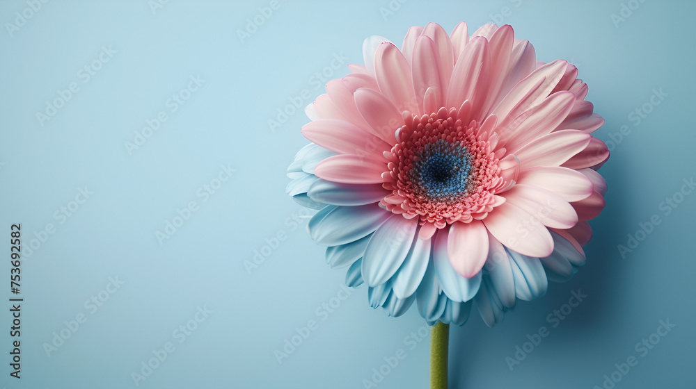 A dual-toned Gerbera daisy with pink and blue petals, generative ai