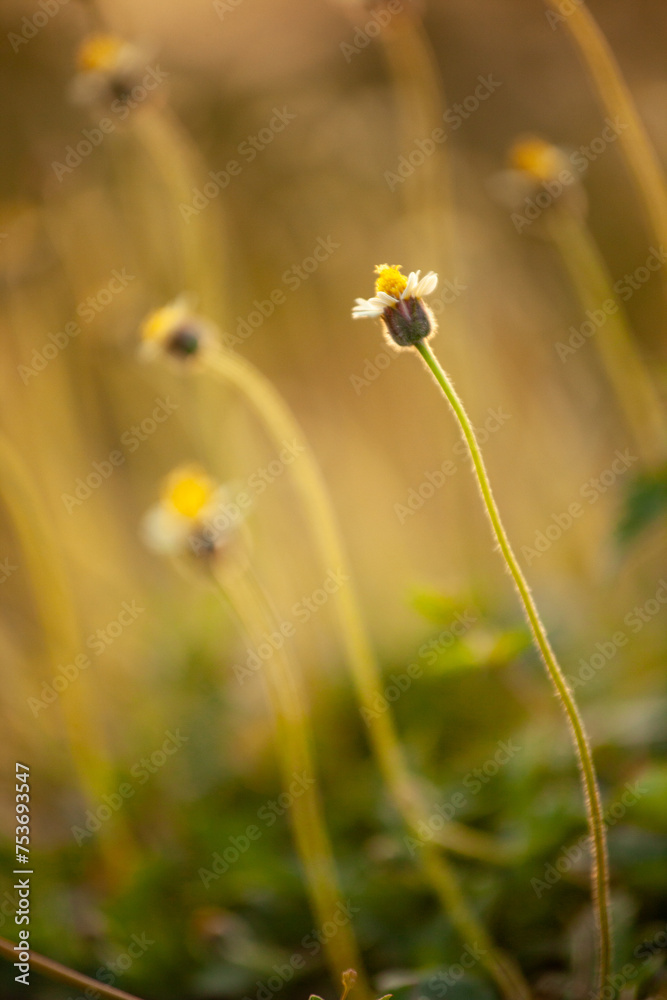 A field of yellow flowers with a single flower in the foreground A field of yellow flowers with a single flower in the foreground