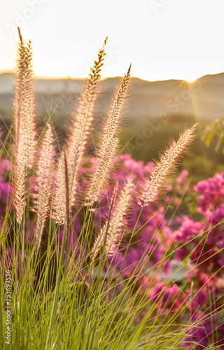 A field of grass with pink flowers in the background