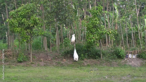 There is a zack with white color on tree photo