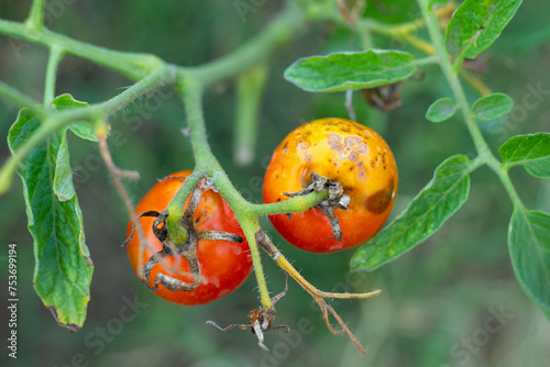 Fotografía Sick, spoiled tomatoes with spots grow on the bush
