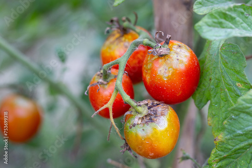 Sick, spoiled tomatoes with spots grow on the bush. Vegetables affected by late blight photo