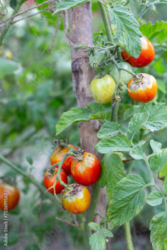 Sick, spoiled tomatoes with spots grow on the bush. Vegetables affected by late blight photo