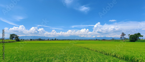 Peaceful rice fields stretching towards distant mountains under a dramatic sky filled with billowing clouds.