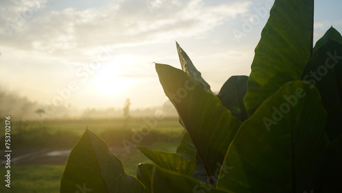 Tranquil view of the sunrise with morning light and natural green taro leaves background. Natural leaf backgrounds. photo