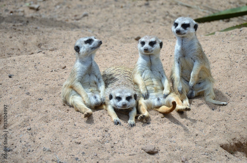 Meerkat in the Jungle Park, Tenerife Meerkat in the Jungle Park, Tenerife
