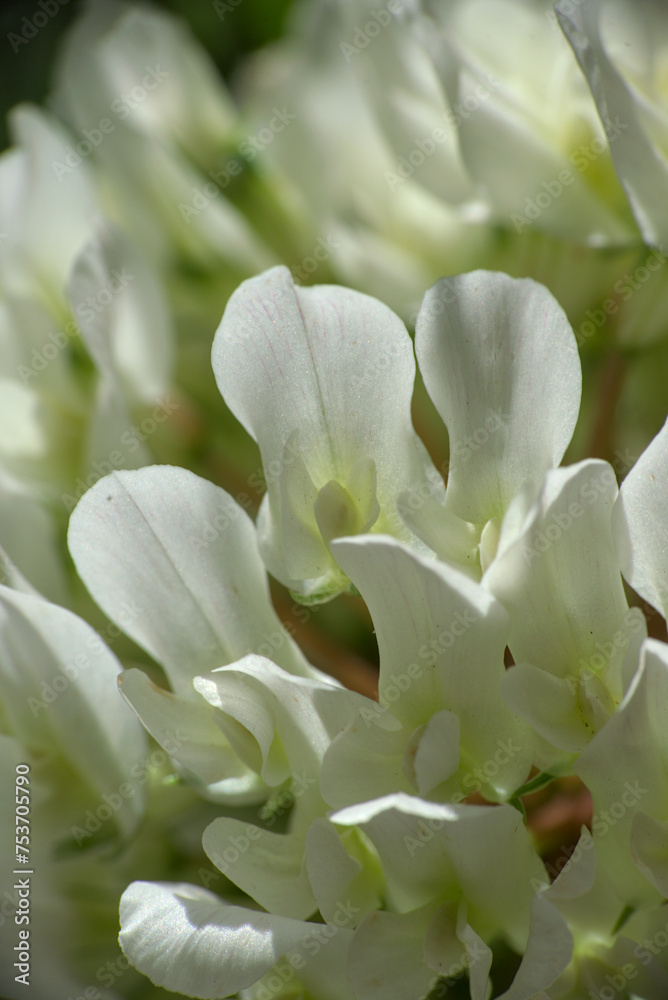 Obraz premium close-up of the small white clover flowers