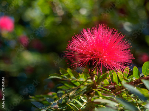 Vibrant red Powder Puff Flower blooming in tropical garden in New Delhi