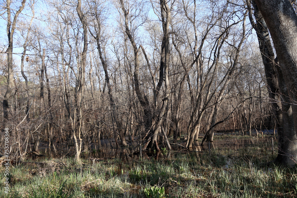 illusion d'arbres morts dans les marécages illusion d'arbres morts dans les marécages