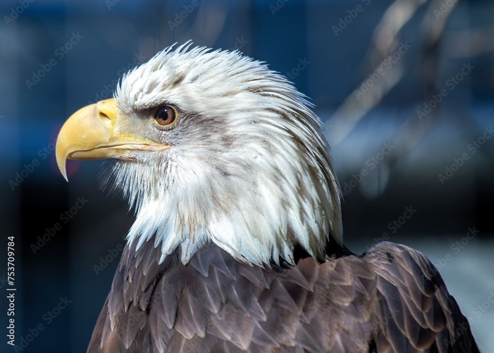 Obraz premium American Bald Eagle (Haliaeetus leucocephalus) in North America