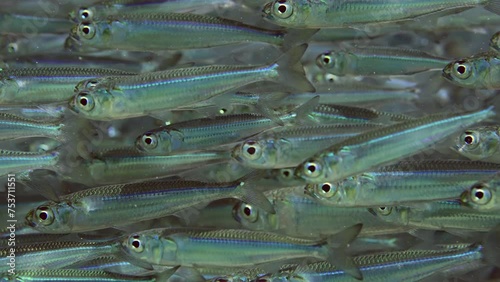 Extreme close-up a great deal of small fish Hardyhead Silverside (Atherinomorus forskalii) swimming underwater sparkling in bright sun rays on sunny day, Slow motion photo