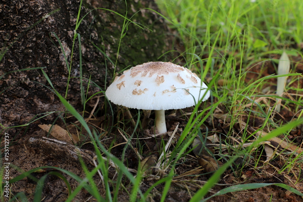 Toadstool mushrooms grow in a clearing in a city park. Toadstool mushrooms grow in a clearing in a city park.
