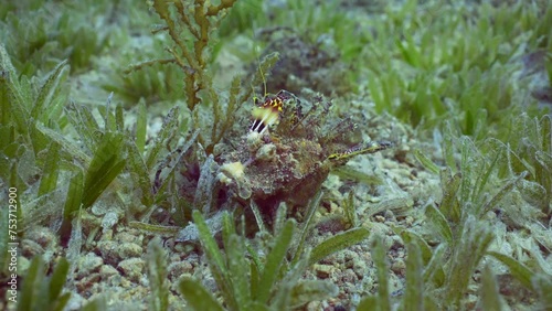 Bearded Ghoul, Sea Goblin or Devilfish (Inimicus didactylus) with splayed colorful fins hides green seagrass on sandy bottom at evening time in sunset rays, slow motion photo