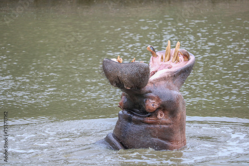 Photography hippo at the river shouting with open mouth