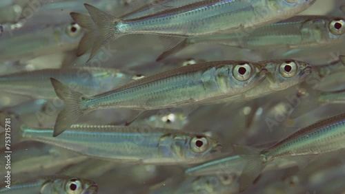 Extreme close-up a large accumulation of Sprat (Atherinomorus forskalii) swimming underwater sparkling in bright sunshine, Slow motion photo