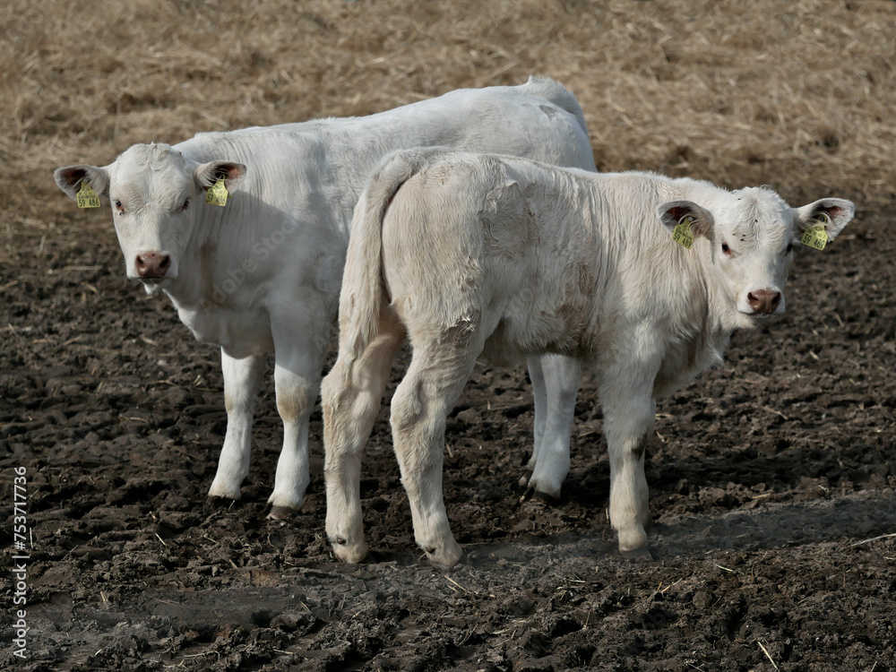 Two young cows standing close to each other in evening sun Two young cows standing close to each other in evening sun