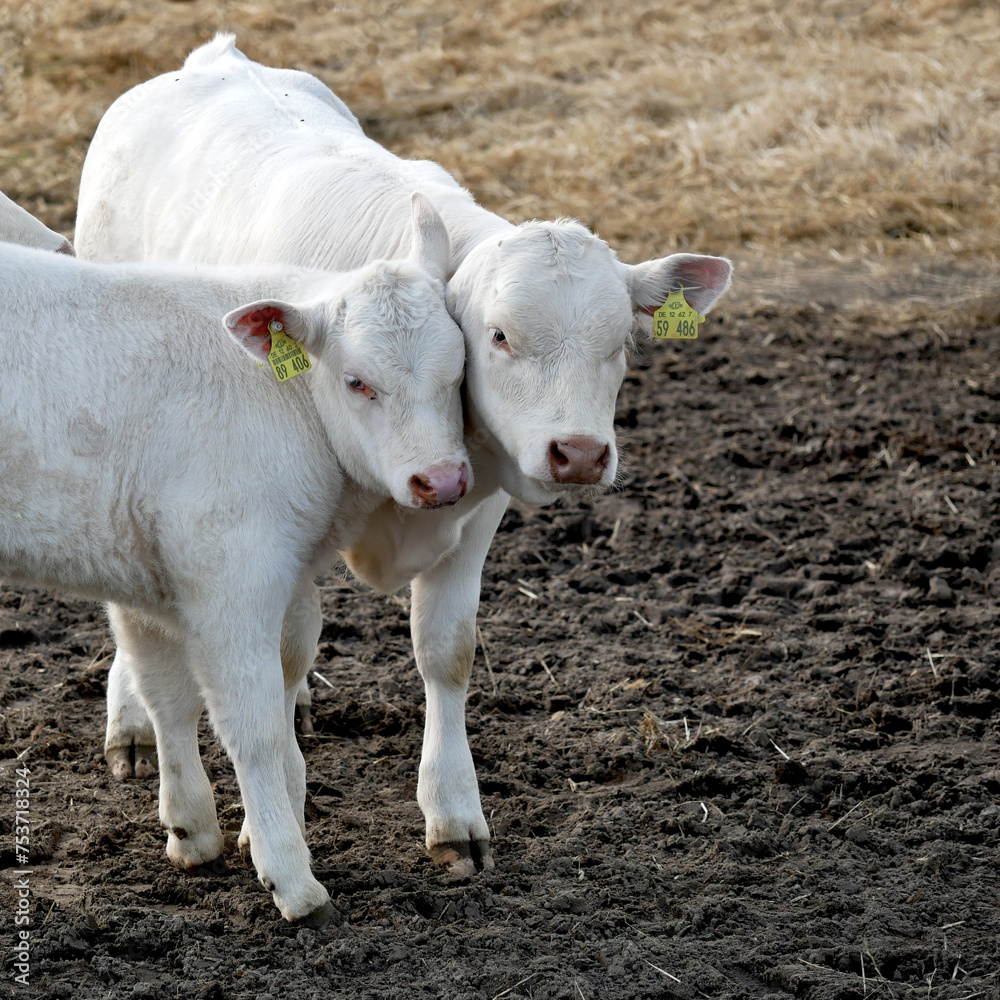 Two young cows standing close to each other in evening sun Two young cows standing close to each other in evening sun