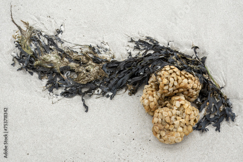 Egg capsules of common whelk washed up on Amrum island beach, North Frisia, Germany